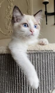 Ragdoll Kitten mit Stammbaum -Abgabebereit -