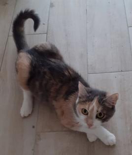 Coco Glückskatze sucht dringend glückliches Zuhause aus dem Tierschutz / gechipt geimpft kastr