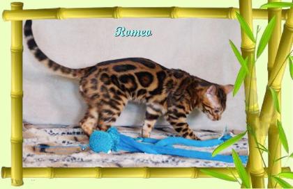Exklusiver und pfiffiger Bengal Kater Donat Rosetten Eyecatcher unkastriert