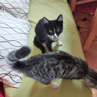 Drei kuschelige verspielte Katzen