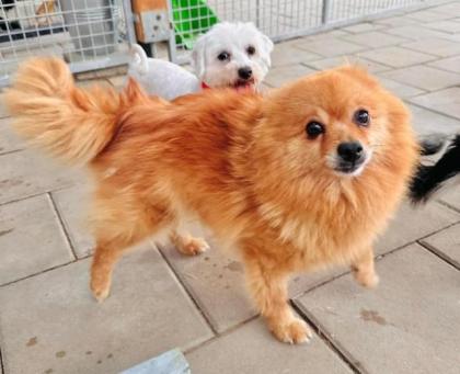Saanvi - Pomeranian-Mix - lieb sozial unkompliziert