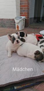 Süße Französische Bulldoggen Welpen