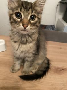 Katzenbabys Van Katze Main Coon Mischling