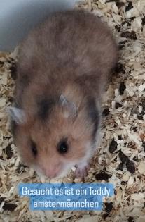 Reinrassig Teddyhamster Babys