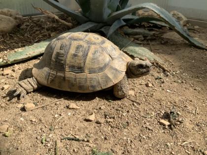 Griechische Landschildkröte / Testudo hermanni hercegovinensis / 180 Euro / Koblenz