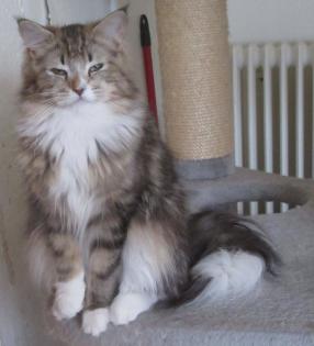 Maine Coon - Black Tabby White