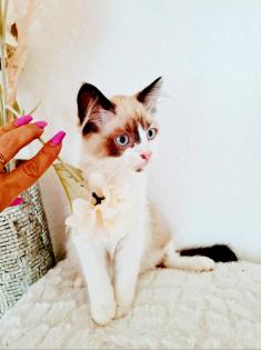 Birma Ragdoll Kitten