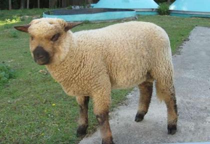 Shropshire- Lammbock Schaf-Lamm abzugeben