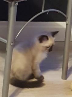 Reinrassige Balinesische Siam Kitten Langhaar Selten