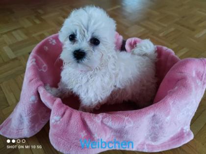 Malteser Welpen zu verkaufen