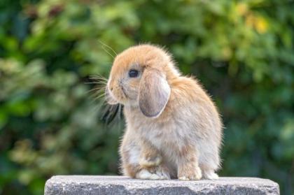 Minilop - Mini Lop - Zwergwidder - Häsin Rammler - geimpft