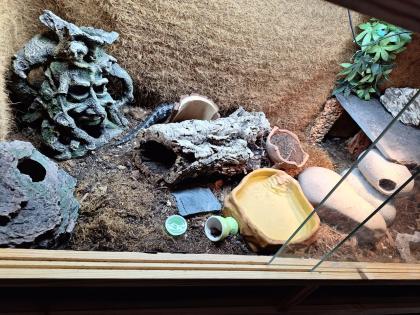 Blauzungenskink mit komplettem Zubehör nur ohne Terrarium