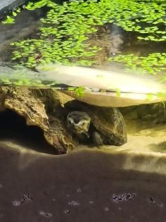 DREISTREIFEN KLAPPSCHILDKRÖTE - KINOSTERNON BAURII mit Aquarium und Zubehör