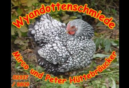 Wyandotten silber schwarzgesäumt