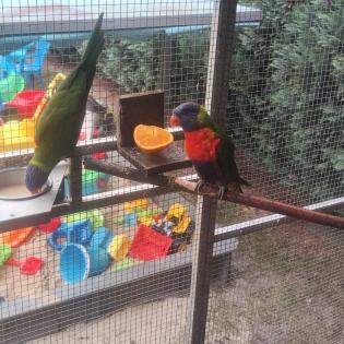 Gebirkslori Pärchen