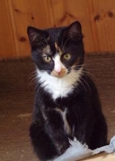 Junge Katzen männlich und weiblich 3 Monate