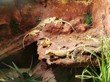 Bartagamen Pogona vitticeps von 03. -06. 07. 2022 zu verkaufen