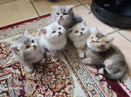 5 bkh katzen auf der Suche nach einem Zuhause