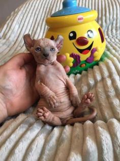 Katze Nacktkatze Sphynx Elfen Kitten Kätzchen weiblich und männlich Euro 1. 400 - Fe
