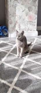 Russisch Blau Kitten