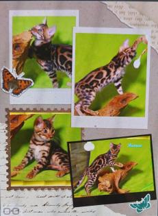Exklusiver und pfiffiger Bengal Kater Donat Rosetten Eyecatcher unkastriert