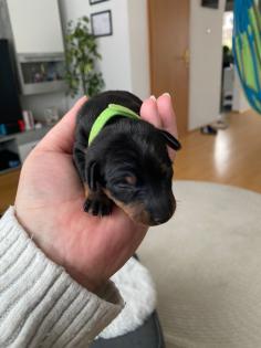 Zwergpinscher Welpen