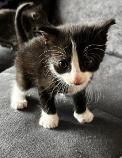 Babykatzen/Katzenbabys/Kitten