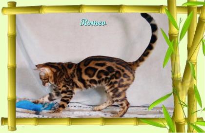Exklusiver und pfiffiger Bengal Kater Donat Rosetten Eyecatcher unkastriert