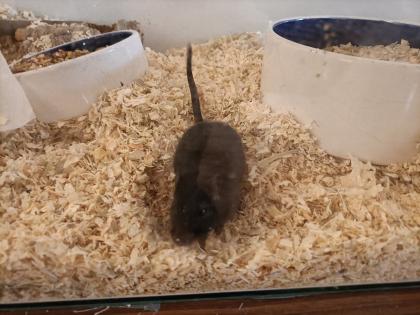 Wüstenrennmaus mit Terrarium