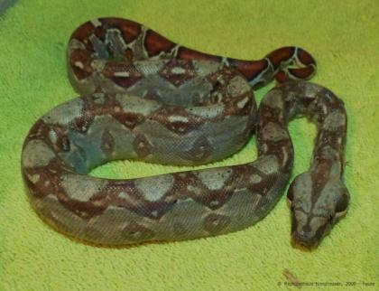 0 0 10 Boa constrictor imperator Kaiserboa MEXIKO Zwergboa Mix NZ 2022