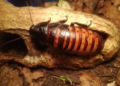 Madagaskar Fauchschaben G. Portentosa