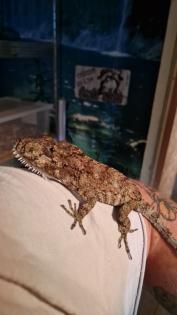 Anolis. barbatus falsches Chamäleon Chamäleon Anolis