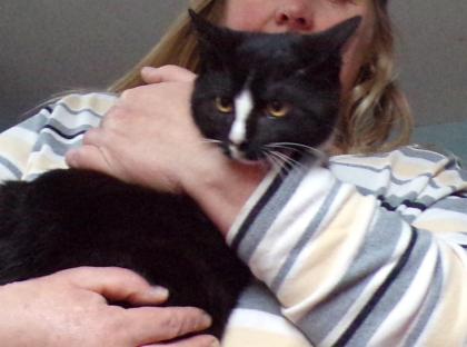 Junge Katzen männlich und weiblich 3 Monate