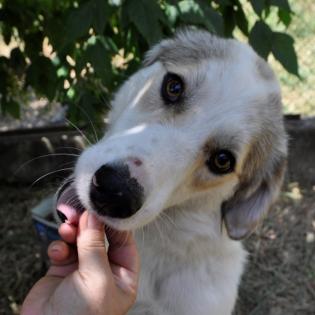 Balu sucht ein Zuhause