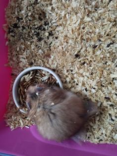 Reinrassig Teddyhamster Babys