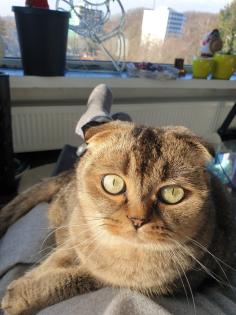 Kastrierter Kater 4 Jahre alt