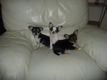 Chihuahua kurzharige welpen