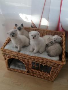 Scottish fold Kätzchen