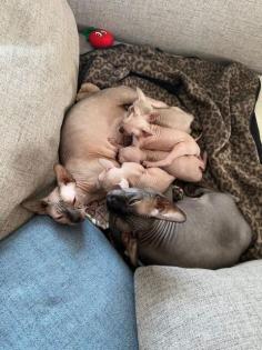 Canadian/Don Sphynx Vater mit Ahnentafel