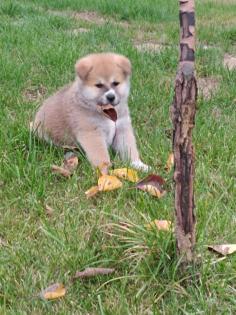 Japanische Akita Inu welpen
