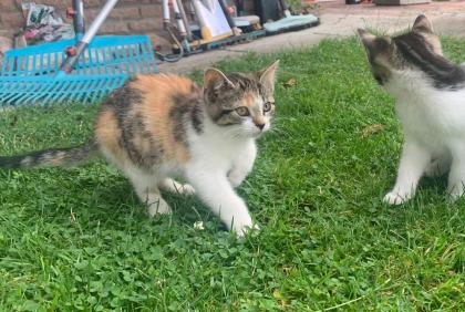 Kitten Katzenbabys Hofkatzen