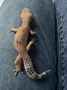 1. 0 Tangerine Het Raptor Leopardgecko Männchen Enz 22 Übergabe Houten oder Hamm möglich