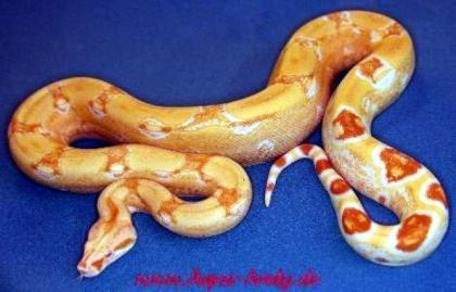 Boa constrictor albino sharp albino DNZ 2022 und 2022
