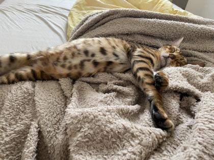 Süße Toyger Kätzchen mit Stammbaum