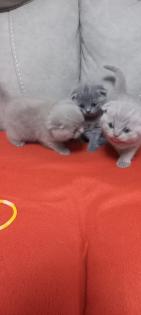 Kitten Scottish Fold