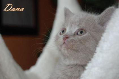 Süße BKH Kitten suchen Kuschelpersonal