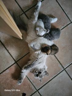 5 bkh katzen auf der Suche nach einem Zuhause