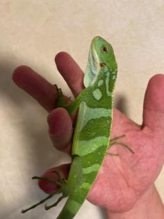 Fidji Leguan Brachylophus Fasciatus