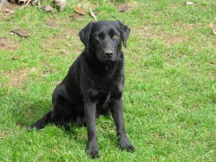Freundliche Labradorhündin schwarz 3 Jahre sucht neues liebes Zuhause