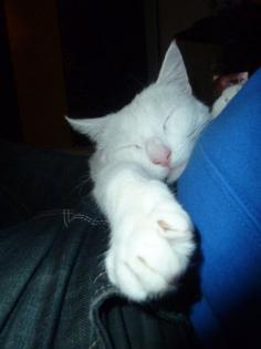 Kater Knut sucht ein zu Hause